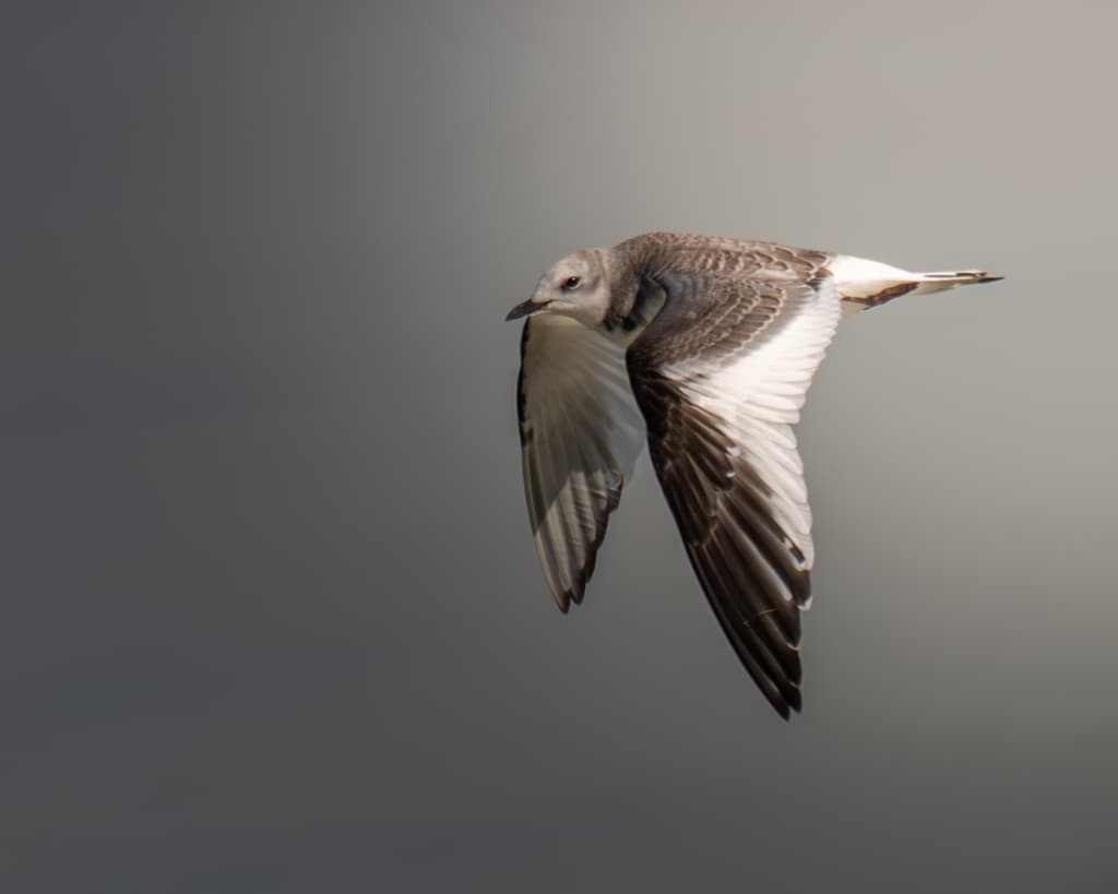 Sabine’s Gull｜叉尾鸥 / 萨宾鸥 参考照片