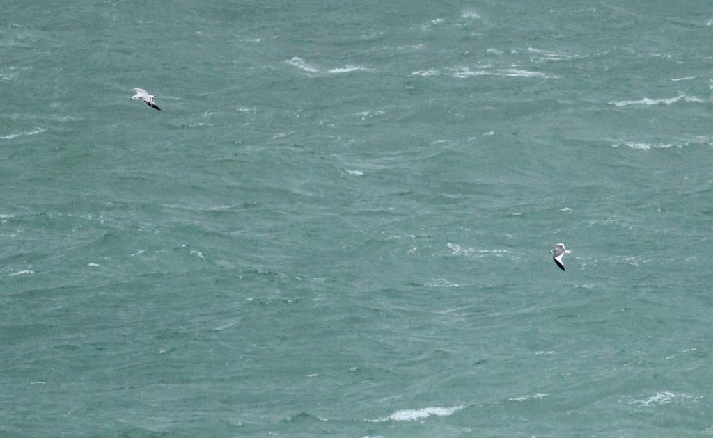 Sabine’s Gull｜叉尾鸥 / 萨宾鸥 参考照片