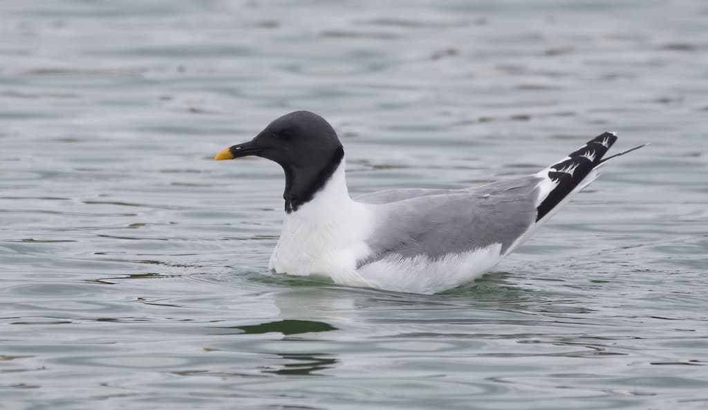 Sabine’s Gull｜叉尾鸥 / 萨宾鸥 参考照片