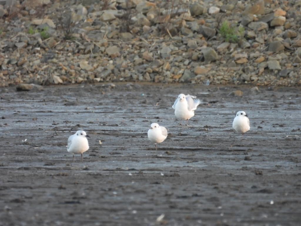 Saunders’s Gull｜黑嘴鸥 参考照片