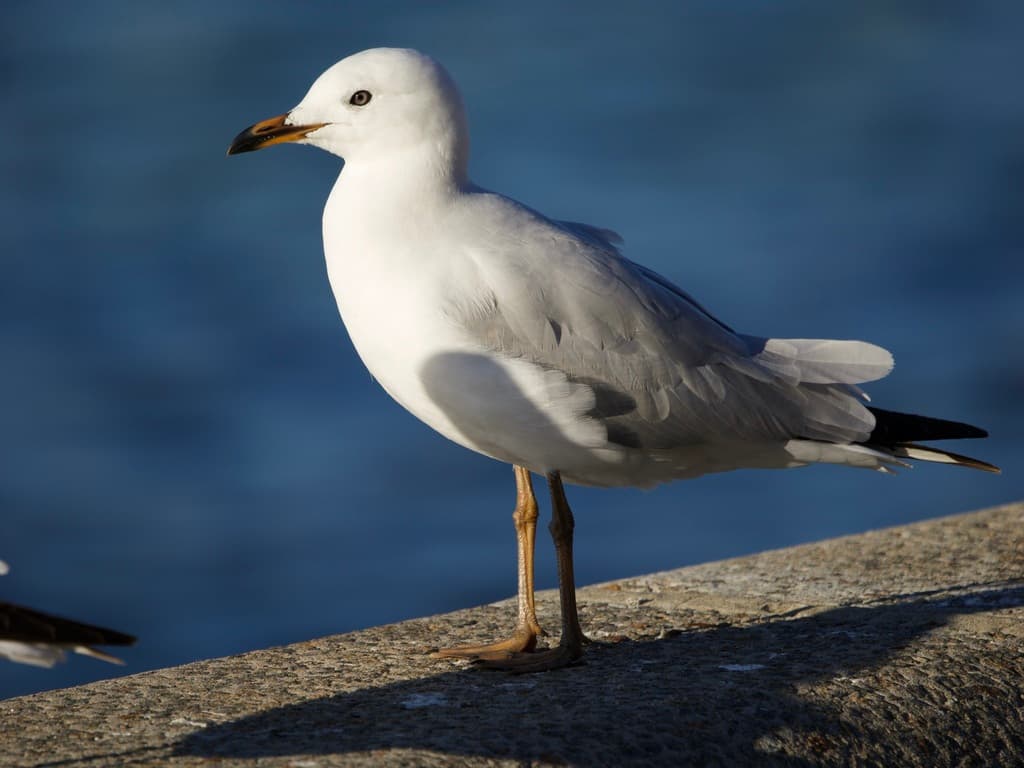 Silver Gull｜澳洲银鸥 参考照片