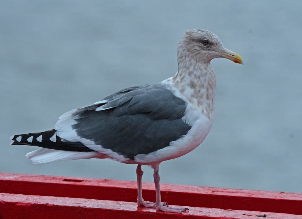 Slaty-backed Gull｜灰背鸥 参考照片