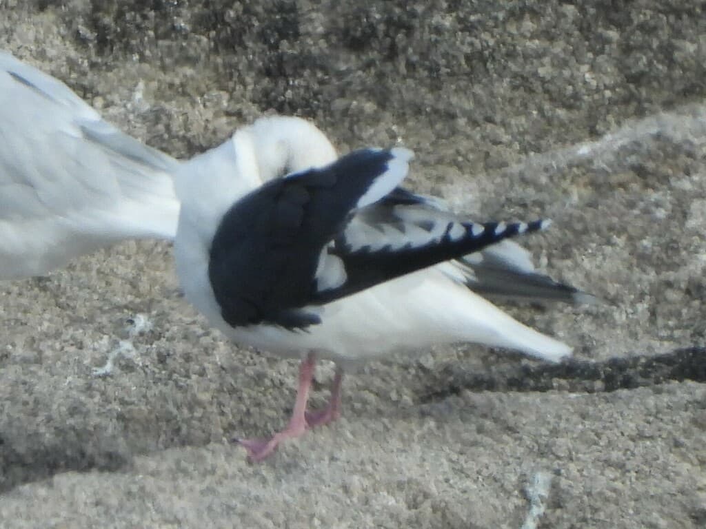 Slaty-backed Gull｜灰背鸥 参考照片