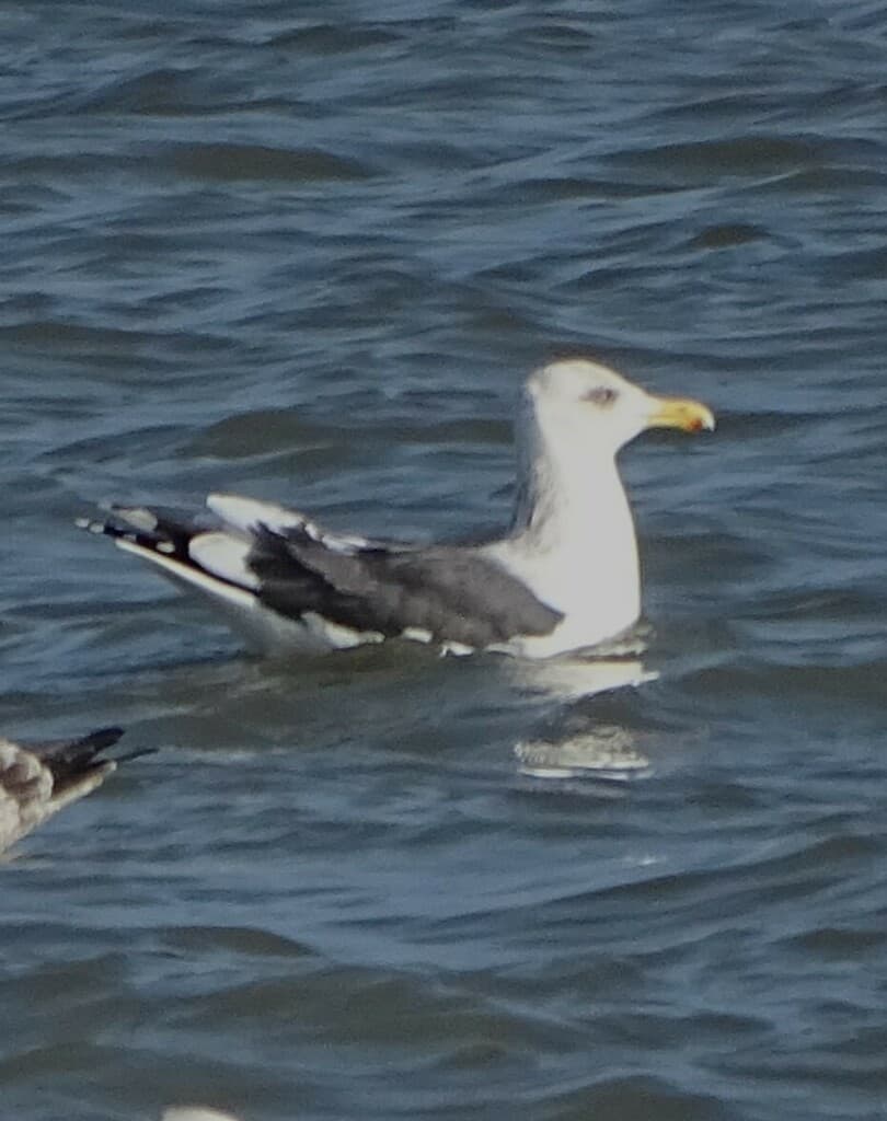 Slaty-backed Gull｜灰背鸥 参考照片