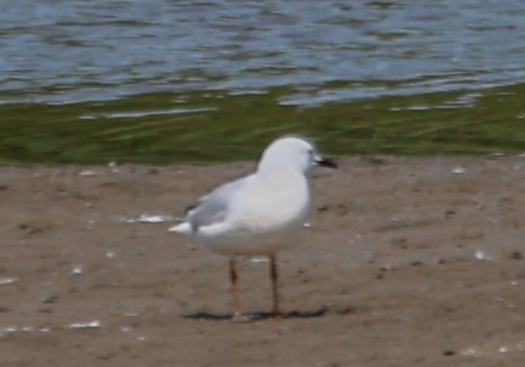 Slender-billed Gull｜细嘴鸥 参考照片