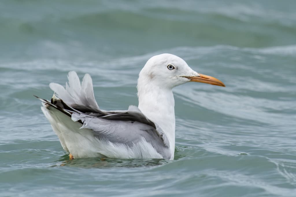 Slender-billed Gull｜细嘴鸥 参考照片