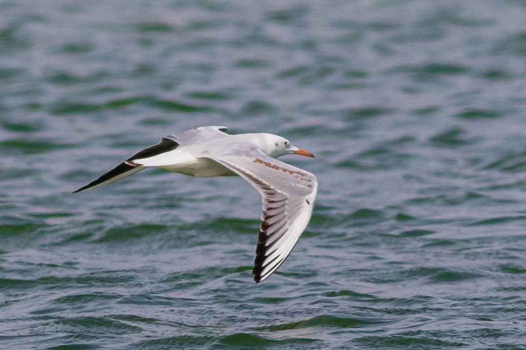Slender-billed Gull｜细嘴鸥 参考照片