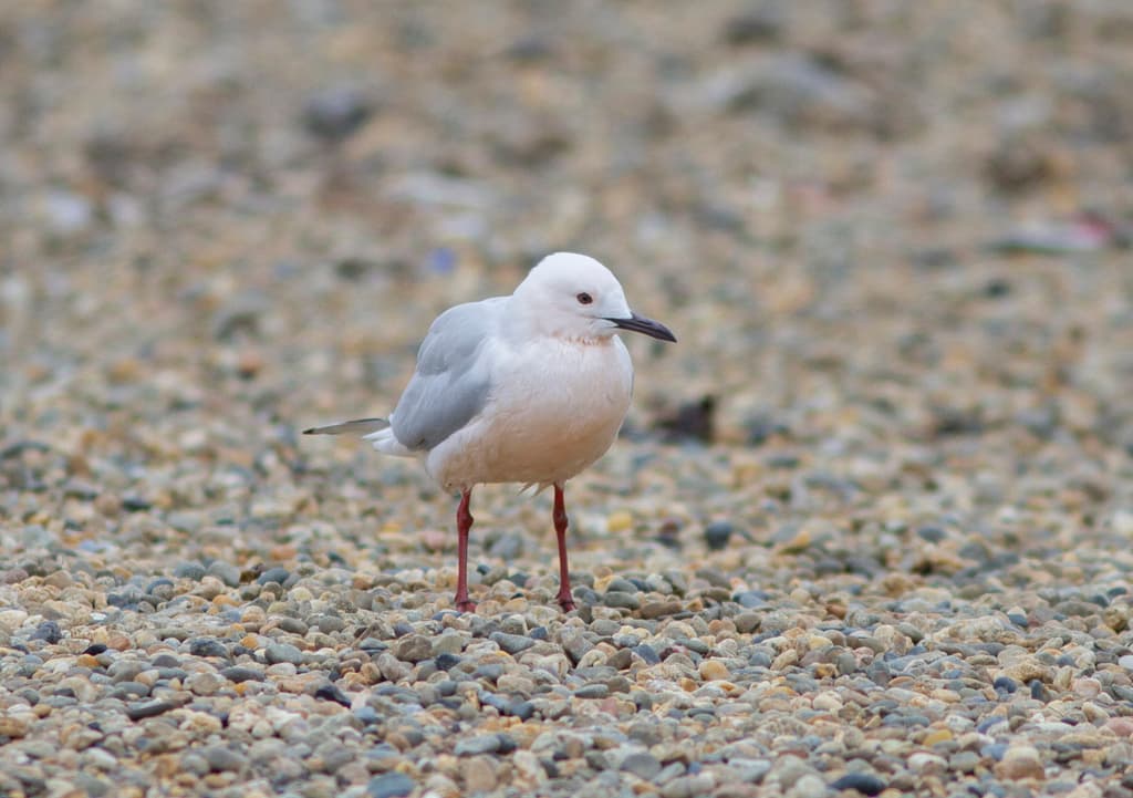 Slender-billed Gull｜细嘴鸥 参考照片