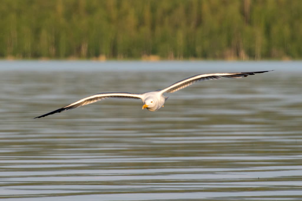 Steppe Gull｜草原鸥 参考照片