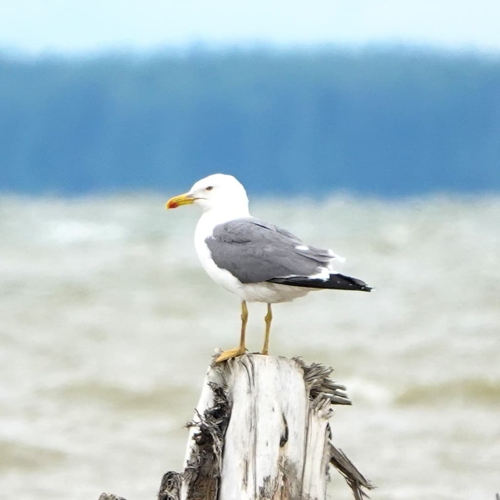 Steppe Gull｜草原鸥 参考照片