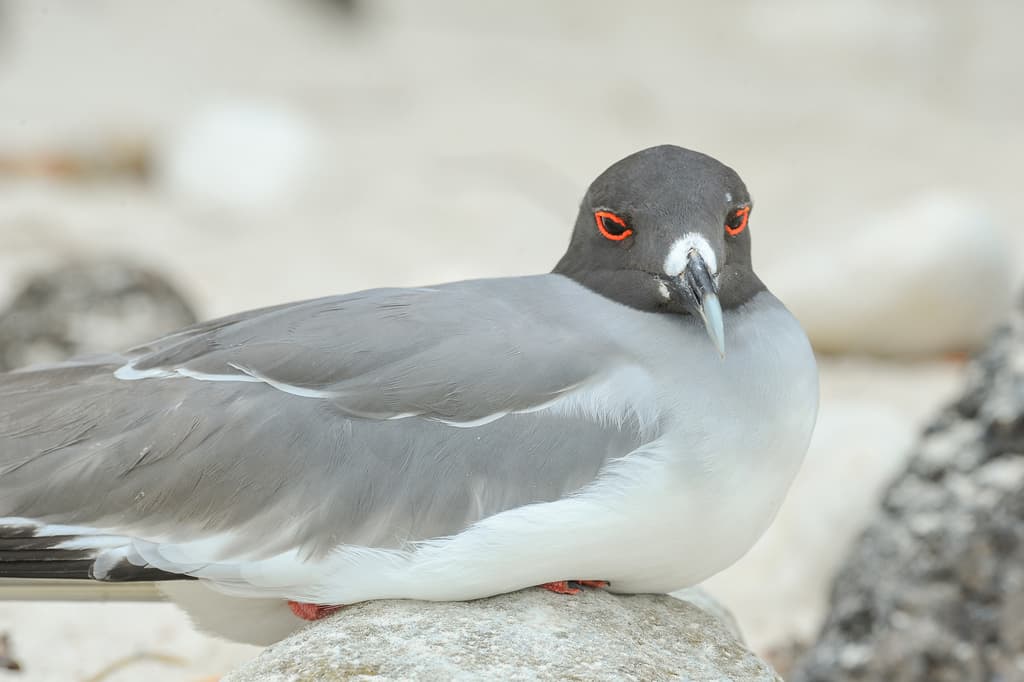 Swallow-tailed Gull｜燕尾鸥 参考照片