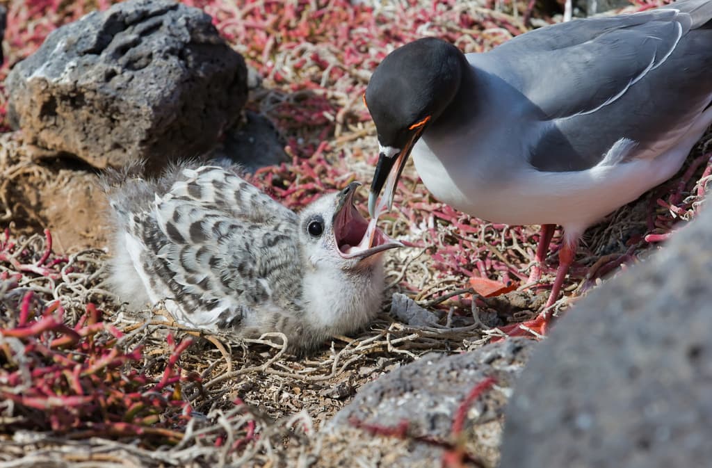 Swallow-tailed Gull｜燕尾鸥 参考照片