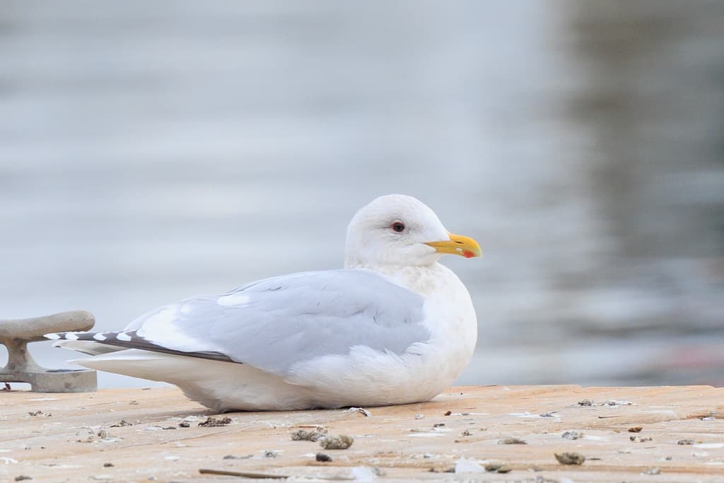 Thayer’s Gull｜塞耶氏鸥 参考照片
