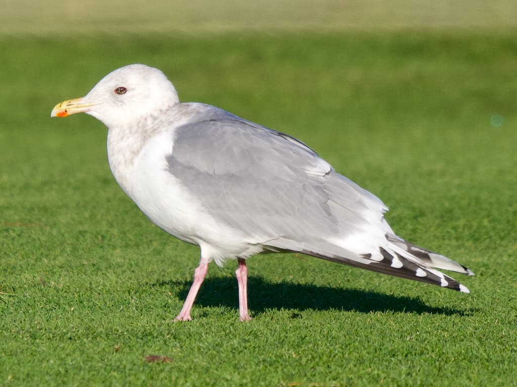 Thayer’s Gull｜塞耶氏鸥 参考照片