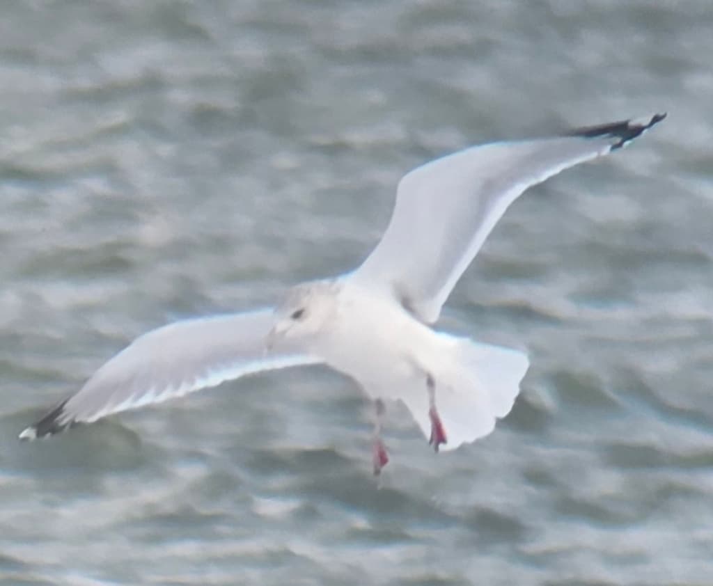 Thayer’s Gull｜塞耶氏鸥 参考照片