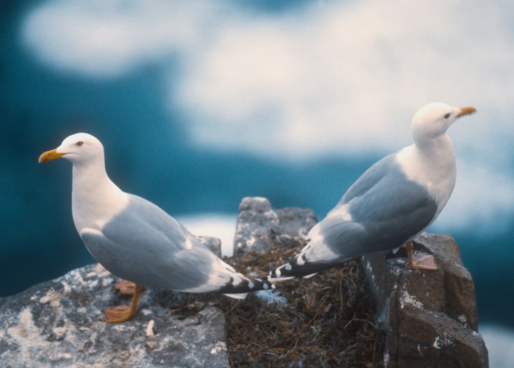 Thayer’s Gull｜塞耶氏鸥 参考照片