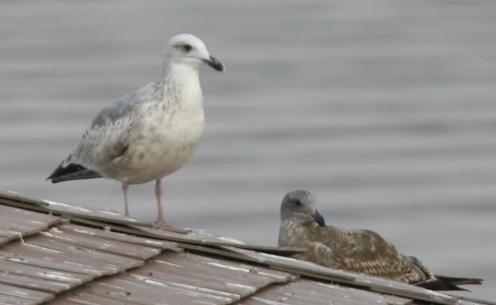 Vega Gull｜织女银鸥 / 西伯利亚银鸥 参考照片