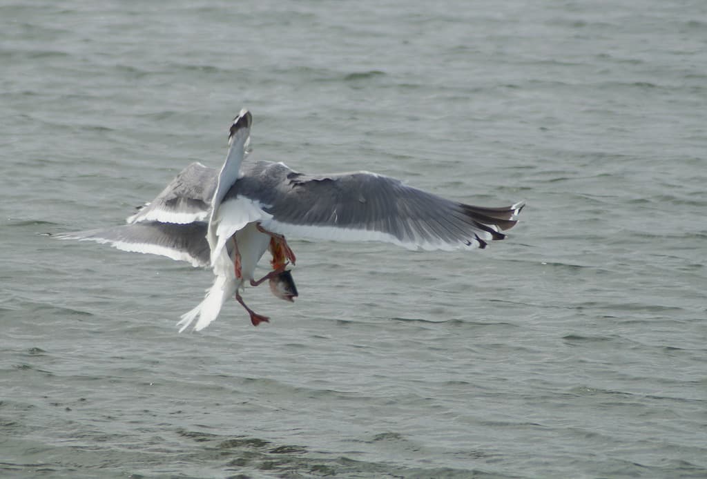 Vega Gull｜织女银鸥 / 西伯利亚银鸥 参考照片