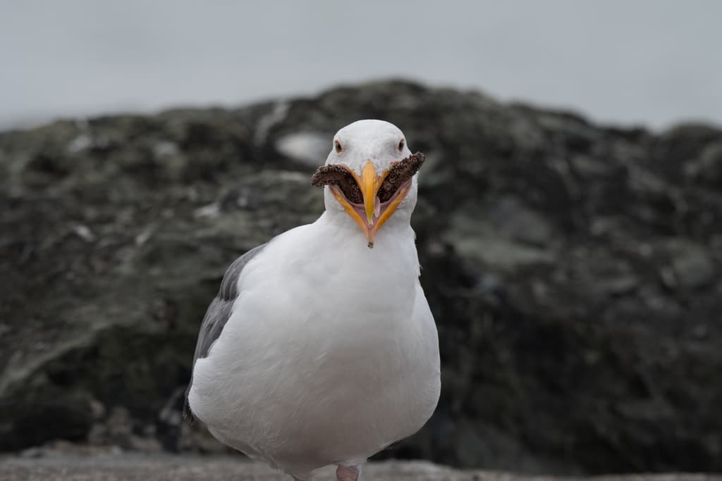 Western Gull｜西美鸥 参考照片