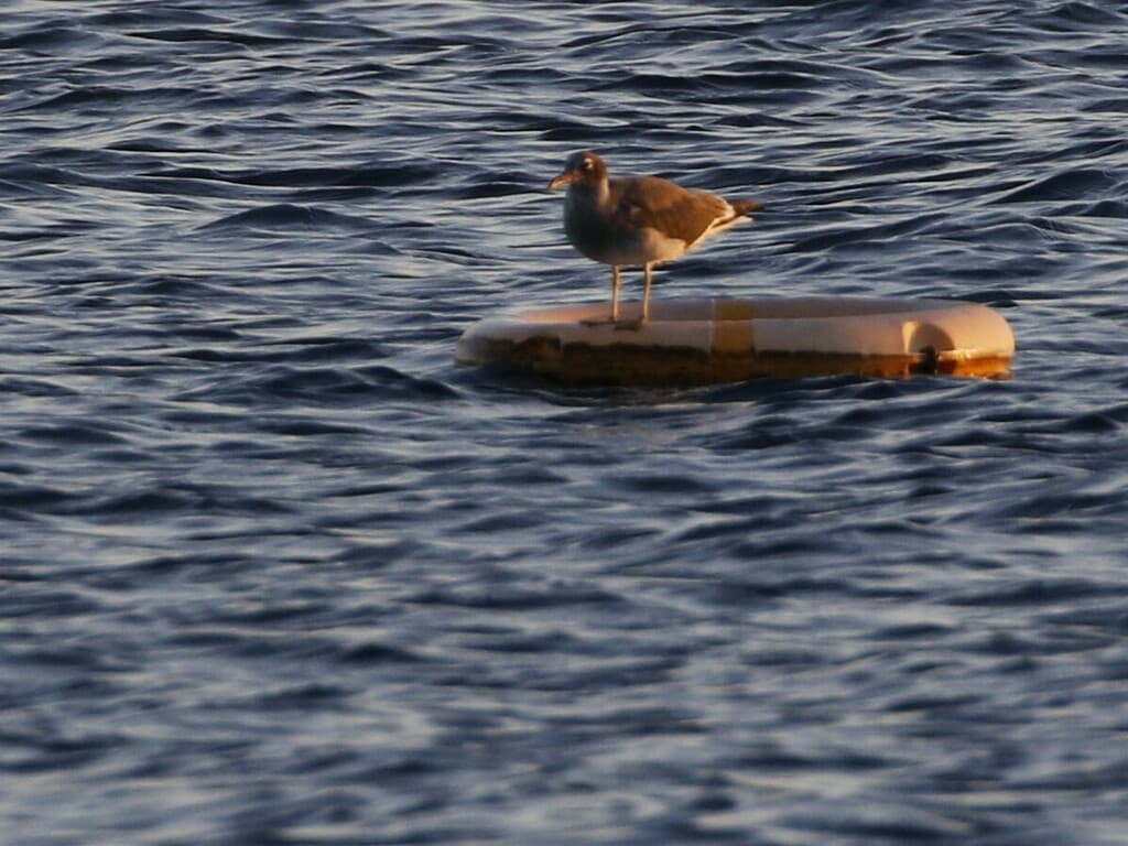 White-eyed Gull｜白眼鸥 参考照片