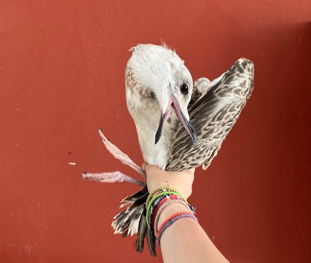 Yellow-legged Gull｜黄腿银鸥 参考照片