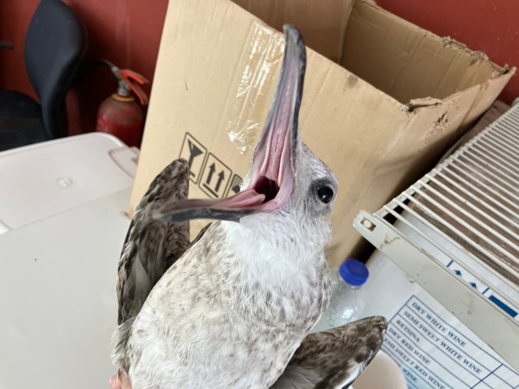 Yellow-legged Gull｜黄腿银鸥 参考照片