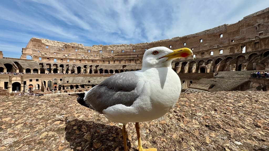 Yellow-legged Gull｜黄腿银鸥 参考照片