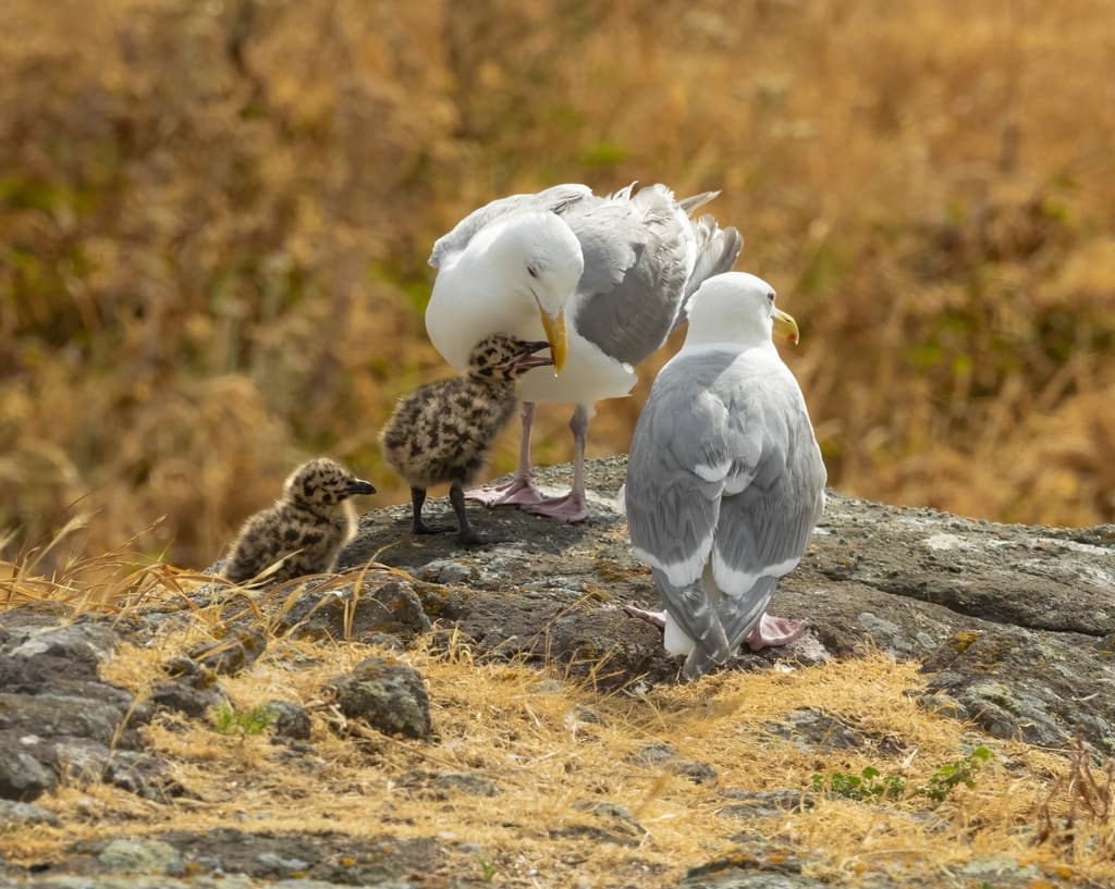 Glaucous-winged Gull｜灰翅鸥 图鉴照片