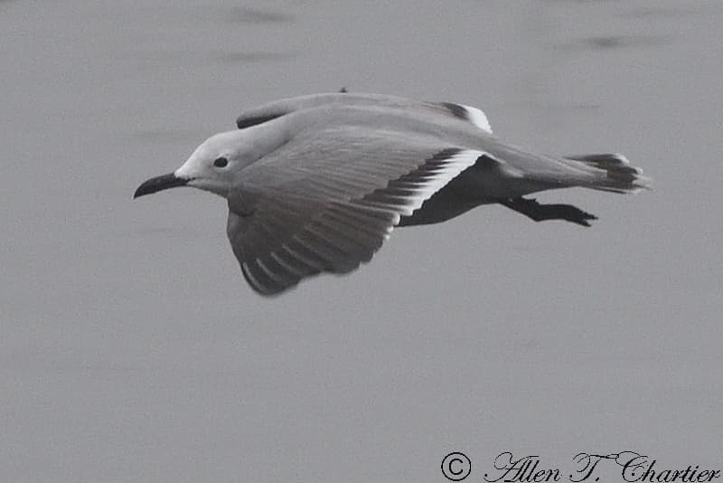 Gray Gull｜灰鸥 图鉴照片