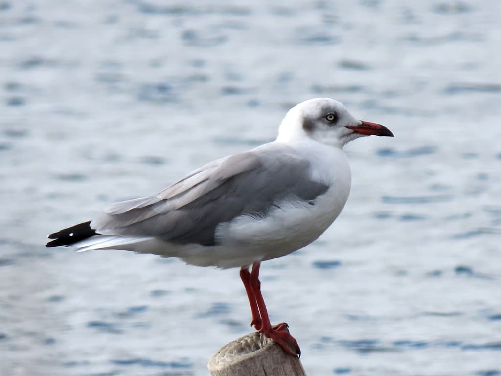 Gray-hooded Gull｜灰头鸥 参考照片