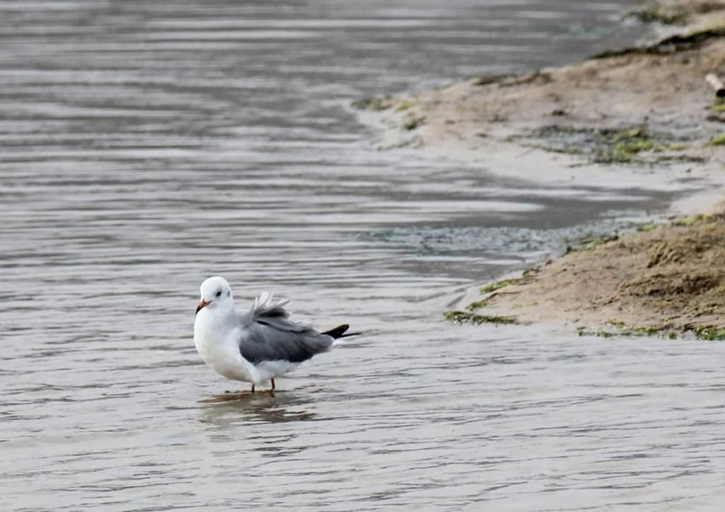 Hartlaub’s Gull｜哈特劳布鸥 图鉴照片