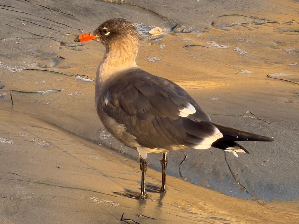 Heermann’s Gull｜赫尔曼鸥 图鉴照片