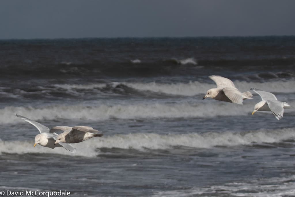 Iceland Gull｜冰岛鸥 图鉴照片