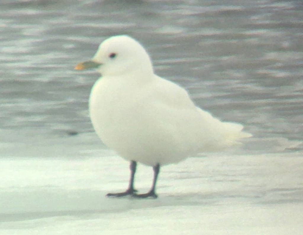 Ivory Gull｜象牙鸥 图鉴照片