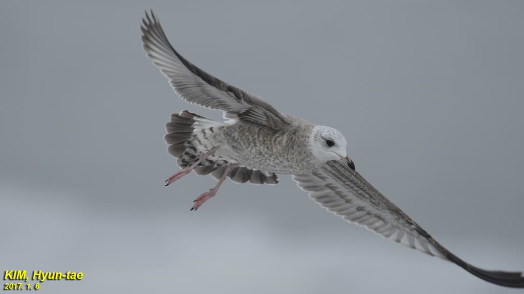 Kamchatka Gull｜堪察加鸥 图鉴照片
