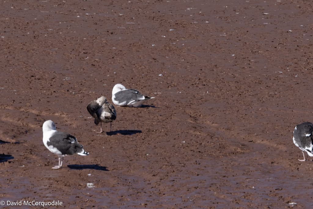Lesser Black-backed Gull｜小黑背鸥 图鉴照片