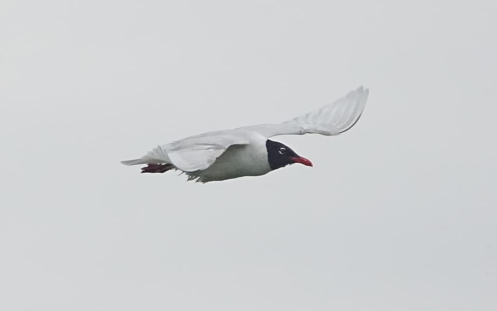 Mediterranean Gull｜地中海鸥 图鉴照片