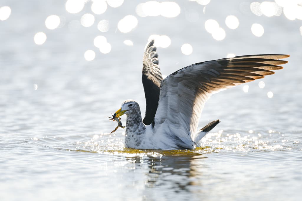 Olrog’s Gull｜奥氏鸥 图鉴照片