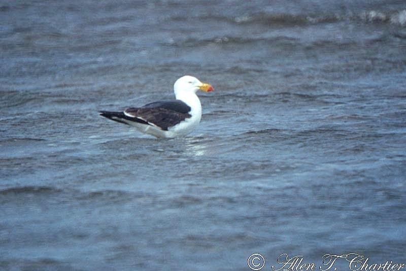 Pacific Gull｜太平洋鸥 图鉴照片