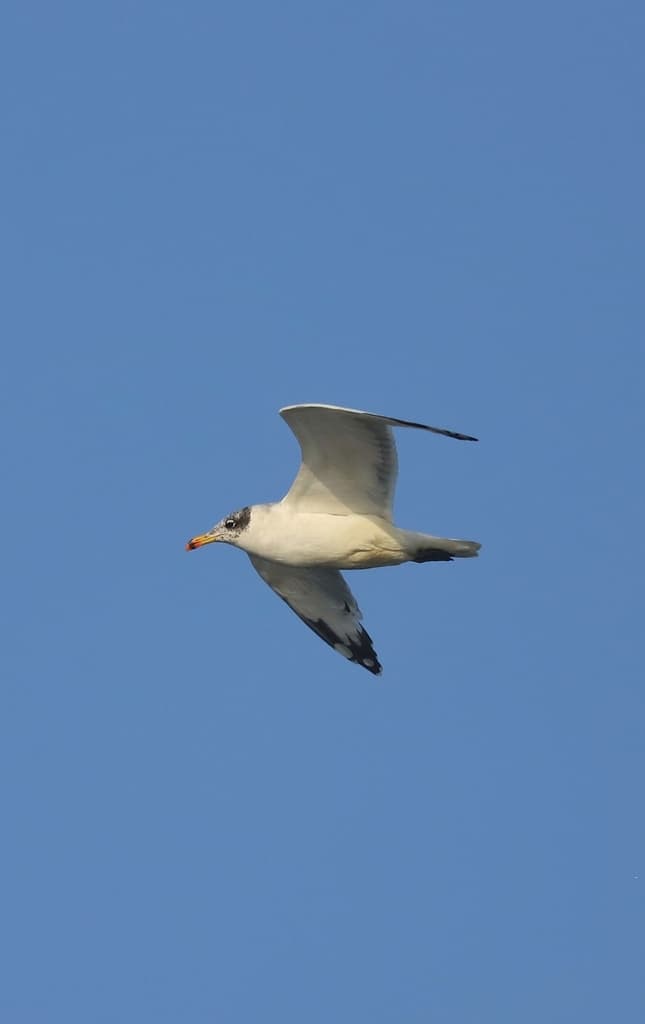 Pallas’s Gull / Great Black-headed Gull｜渔鸥 参考照片