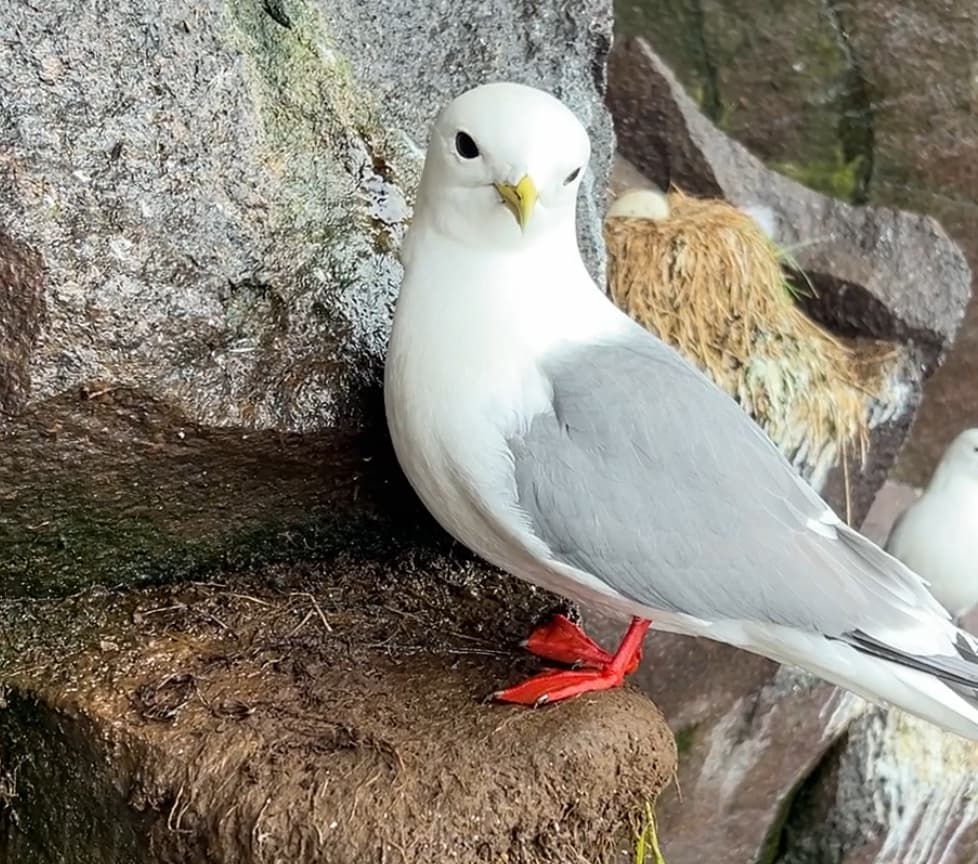 Red-legged Kittiwake｜红腿三趾鸥 参考照片