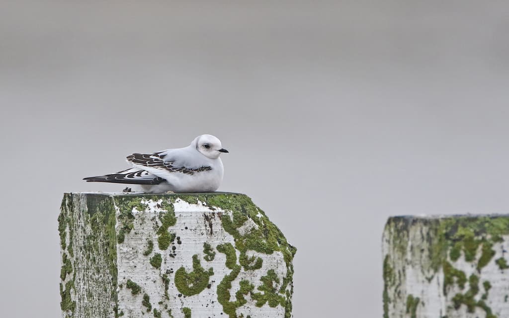 Ross’s Gull｜罗斯鸥 图鉴照片