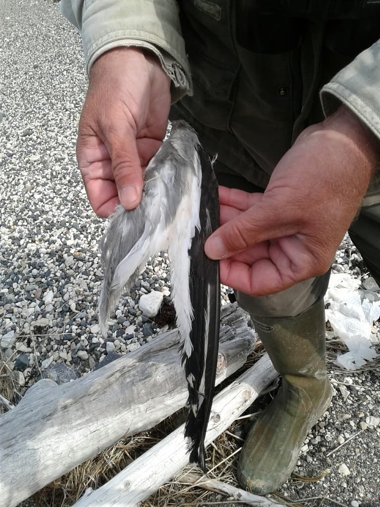 Sabine’s Gull｜叉尾鸥 / 萨宾鸥 参考照片
