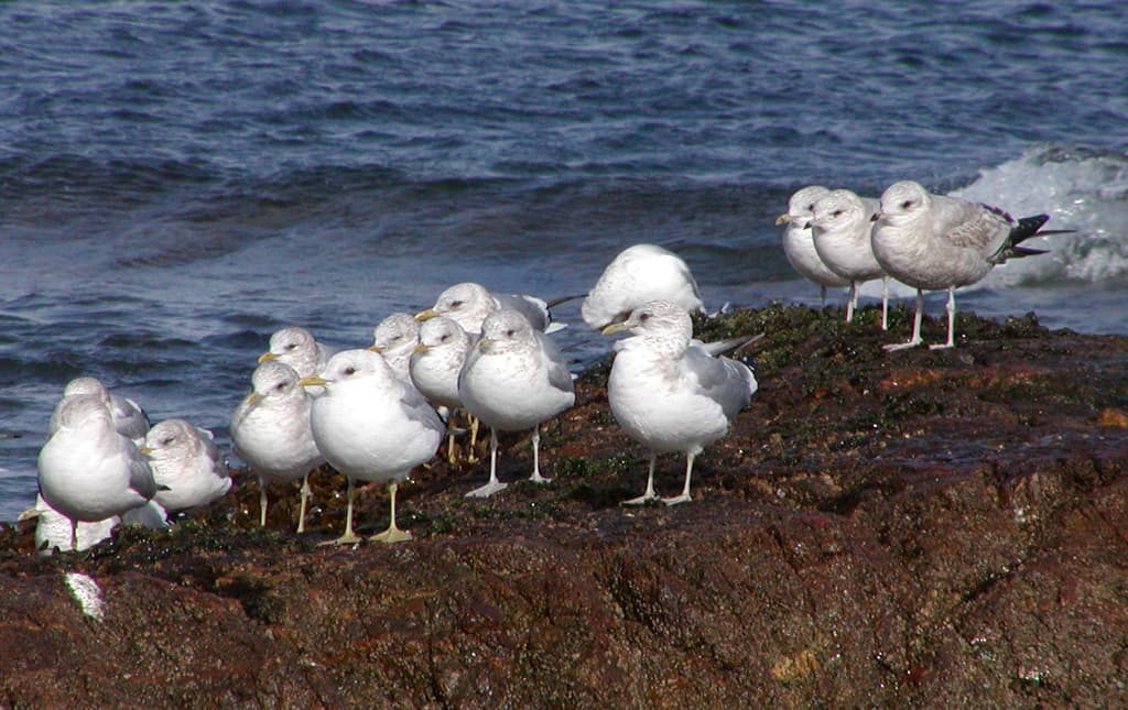 Short-billed Gull｜短嘴鸥 图鉴照片