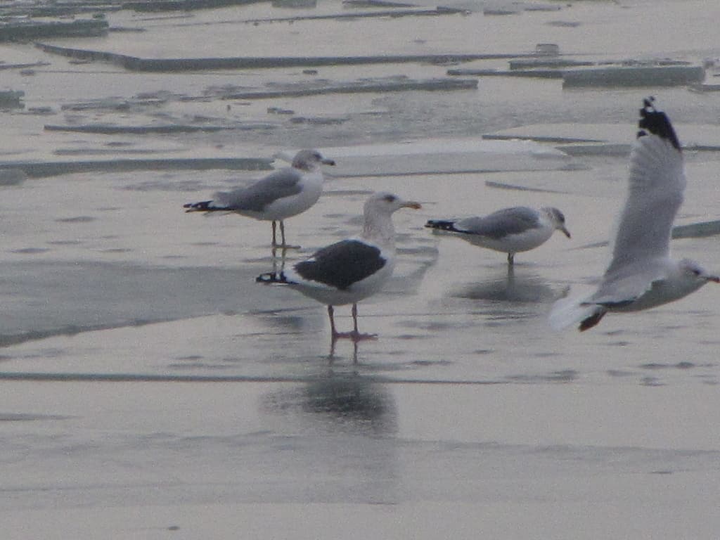 Slaty-backed Gull｜灰背鸥 图鉴照片
