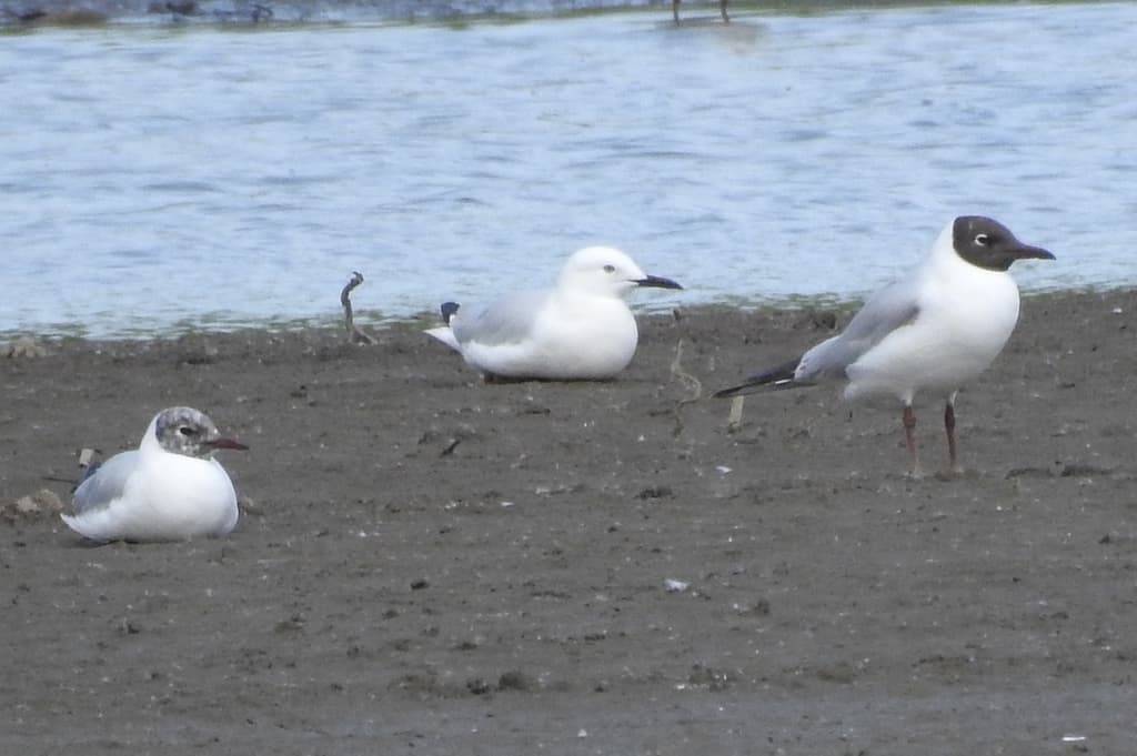 Slender-billed Gull｜细嘴鸥 图鉴照片