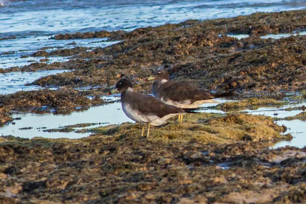 Sooty Gull｜烟鸥 图鉴照片