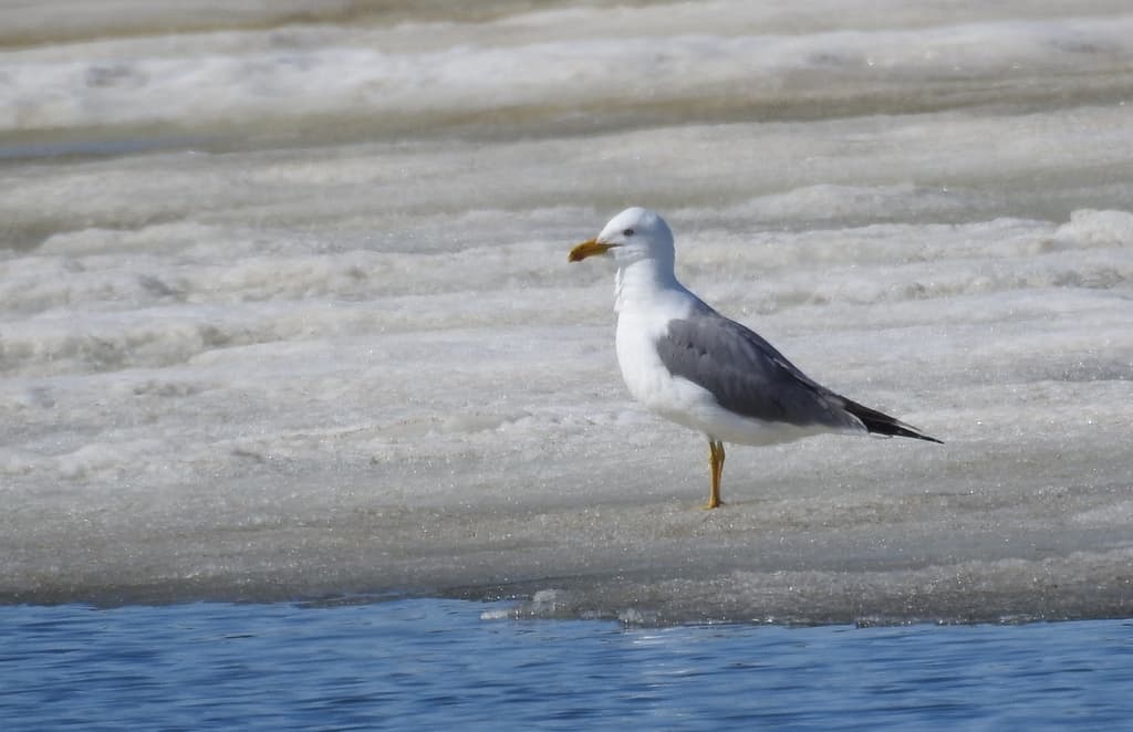 Steppe Gull｜草原鸥 图鉴照片