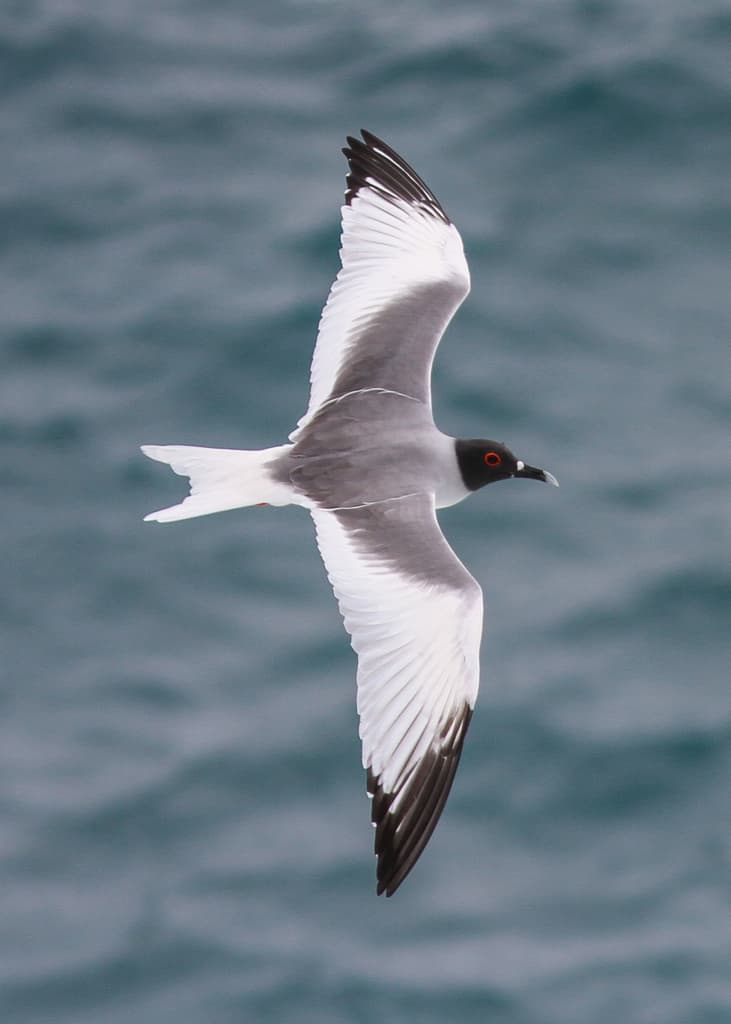 Swallow-tailed Gull｜燕尾鸥 参考照片