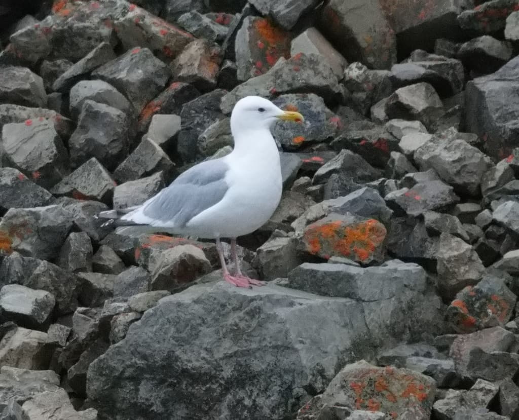 Thayer’s Gull｜塞耶氏鸥 图鉴照片